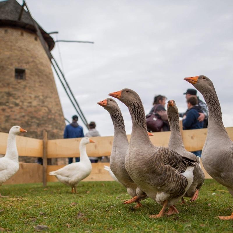 Márton nap a Skanzenben